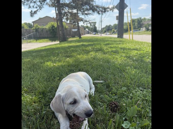 Mastador