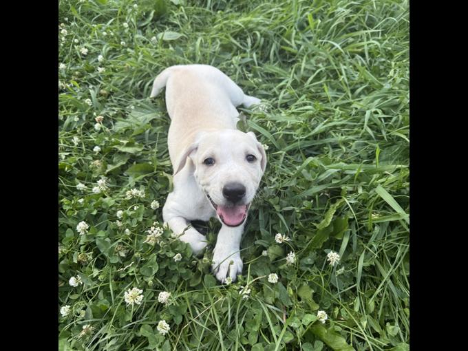 Mastador