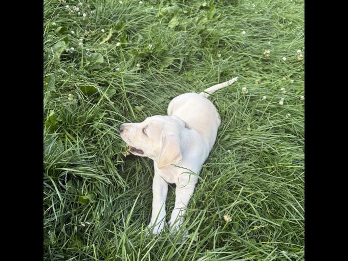 Mastador