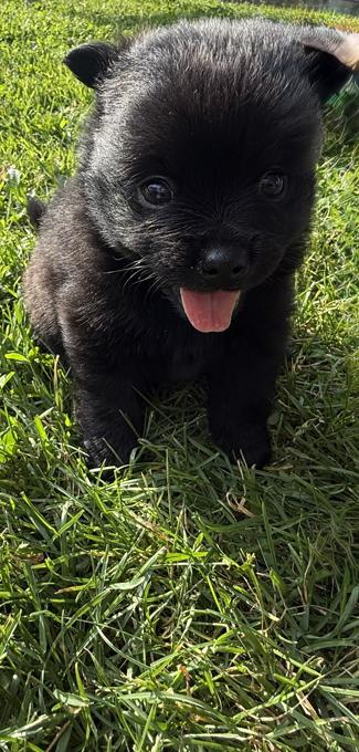 Pomeranian