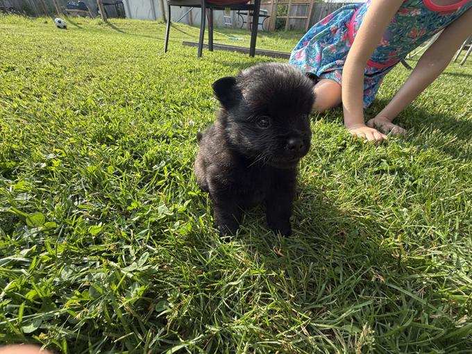 Pomeranian