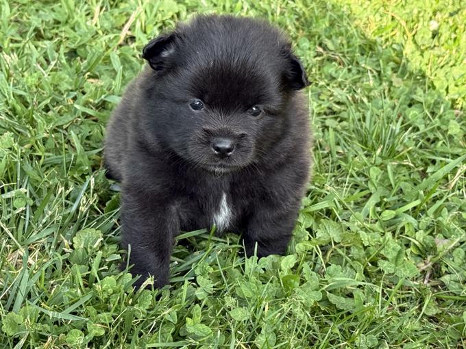 Pomeranian