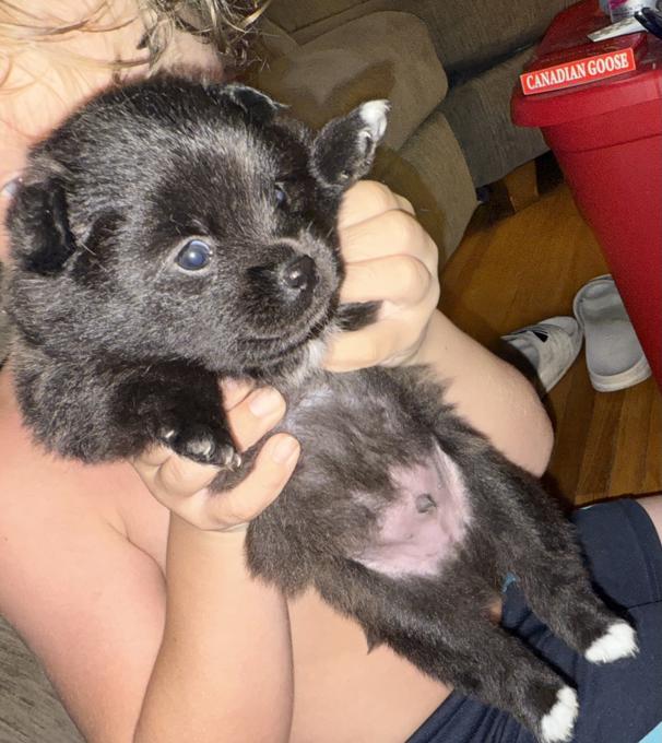 Pomeranian