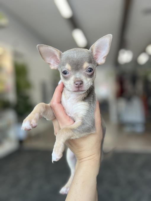 Chihuahua