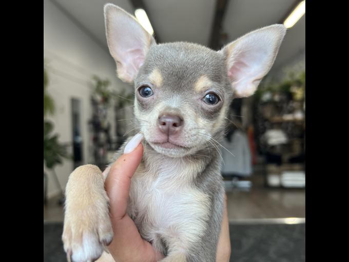 Chihuahua