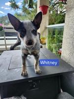 Australian Cattle Dog