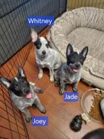 Australian Cattle Dog