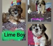 Shitzue/ Bichon