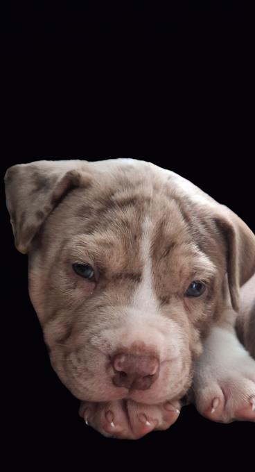 XL BULLY