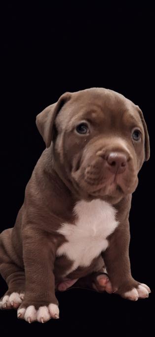 XL BULLY