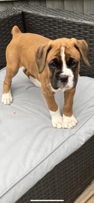 boxer