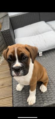 boxer