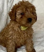 cavapoo