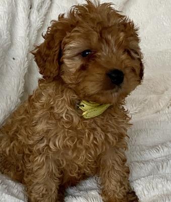 cavapoo