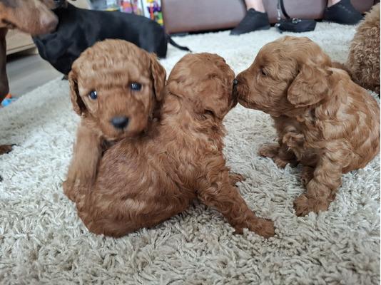 cavapoo