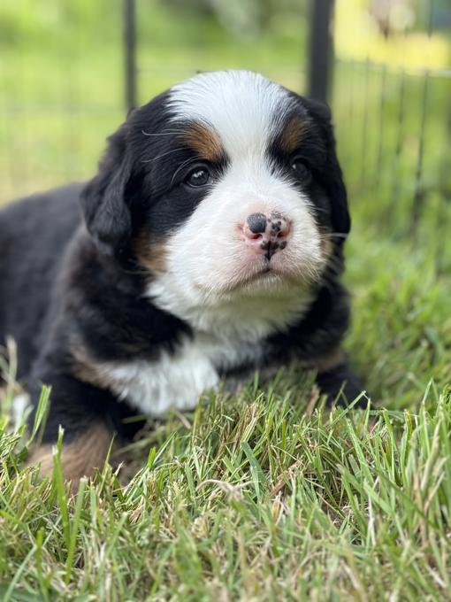 Bernese mountain dog