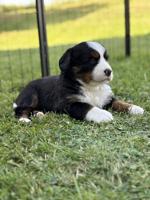 Bernese mountain dog