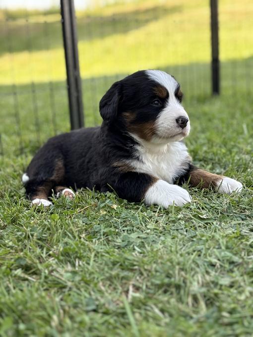 Bernese mountain dog