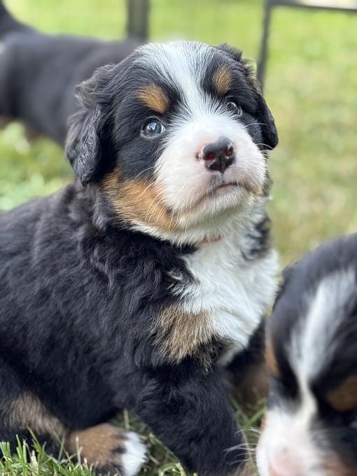 Bernese mountain dog