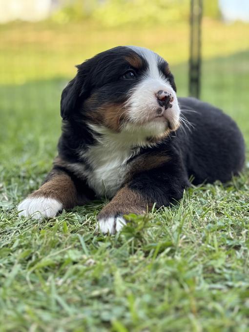 Bernese mountain dog