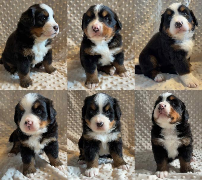 Bernese mountain dog