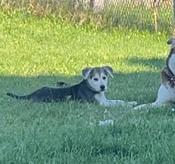 Husky