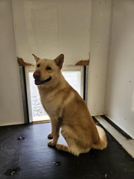 Husky