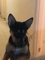Rottie