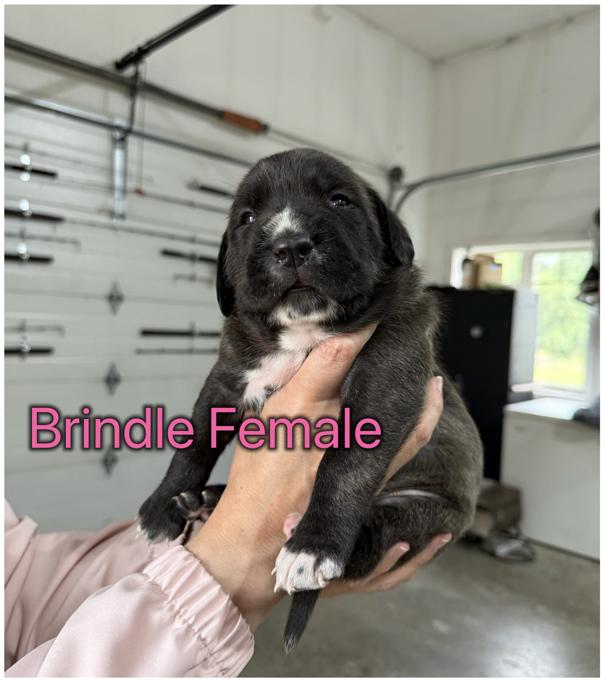 Cane Corso