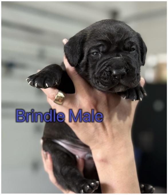 Cane Corso