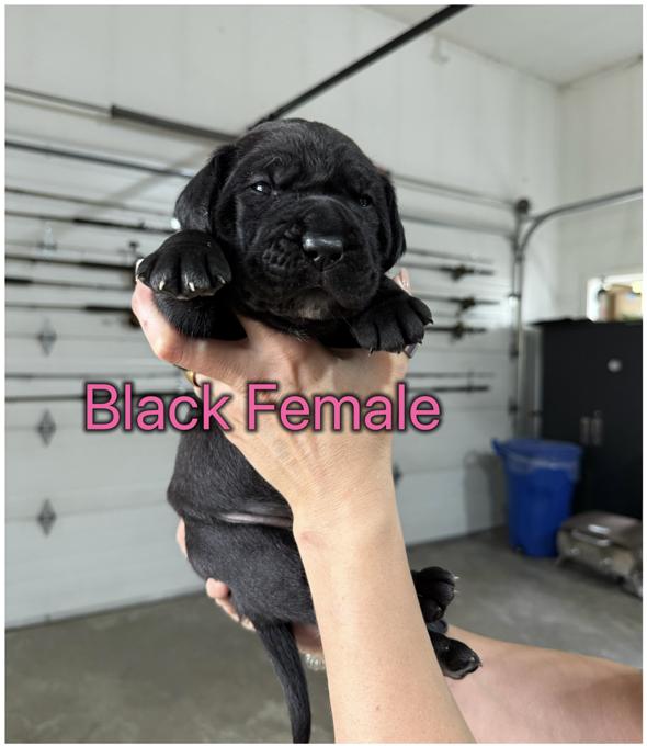 Cane Corso
