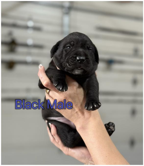 Cane Corso