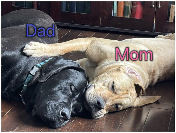 Cane Corso