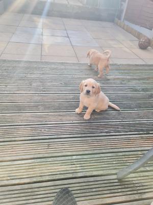 golden retriever