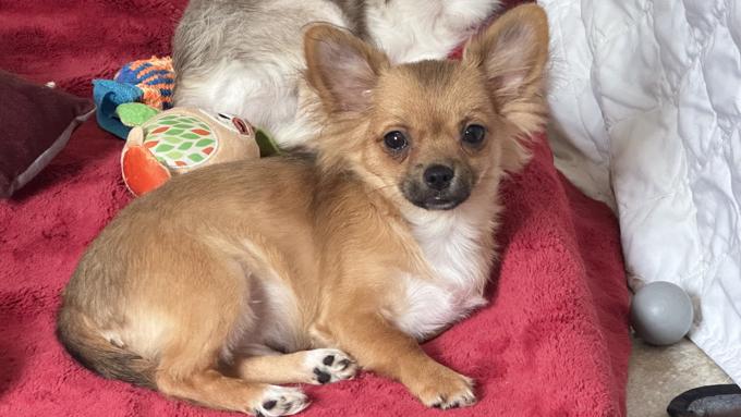 Chihuahua