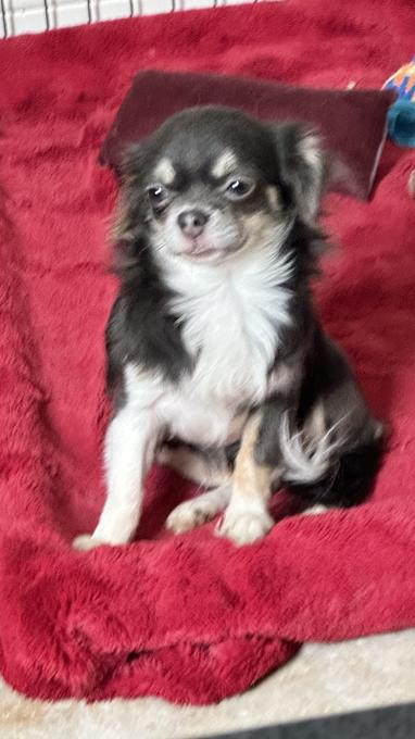 Chihuahua