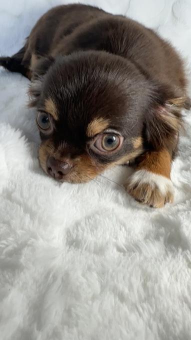 Chihuahua