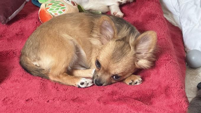 Chihuahua