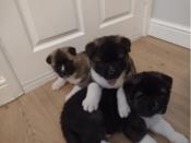 American akita