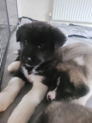 American akita