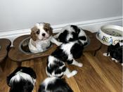 cavalier King Charles
