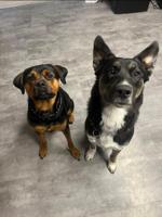 Mom American and German Dad German shepherd and collie