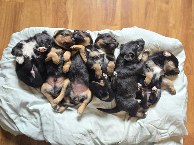 Mom American and German Dad German shepherd and collie