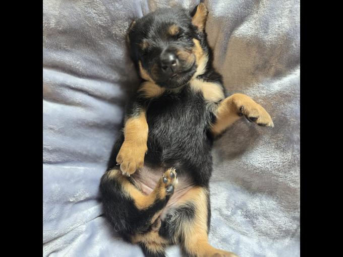 Mom American and German Dad German shepherd and collie