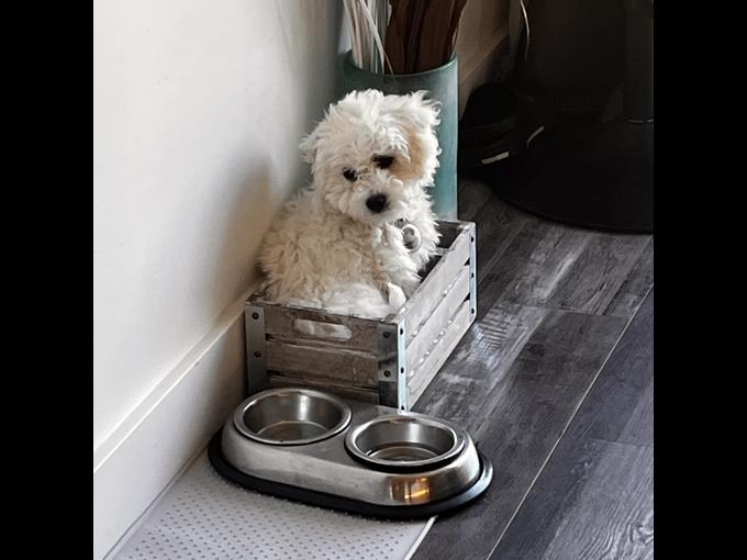Bichon Fraise