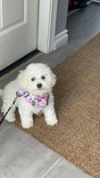 Bichon Fraise