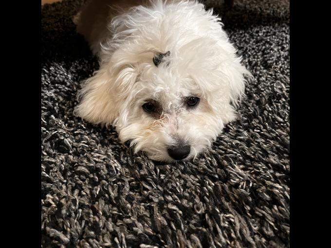 Bichon Fraise