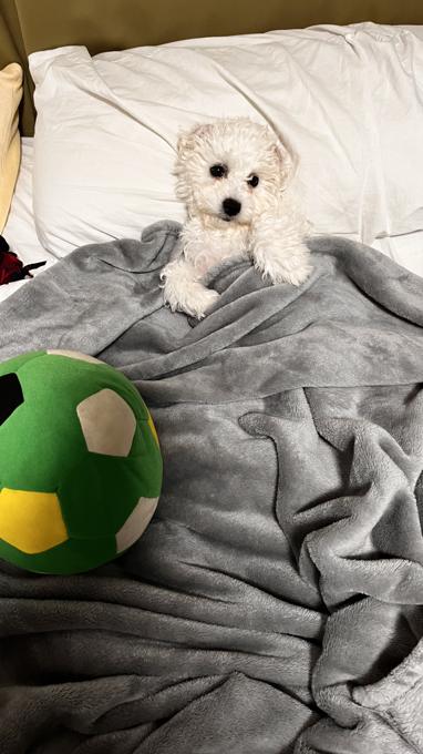 Bichon Fraise