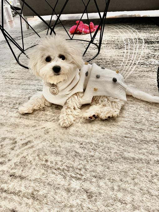 Bichon Fraise