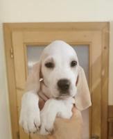 Porcelain hound